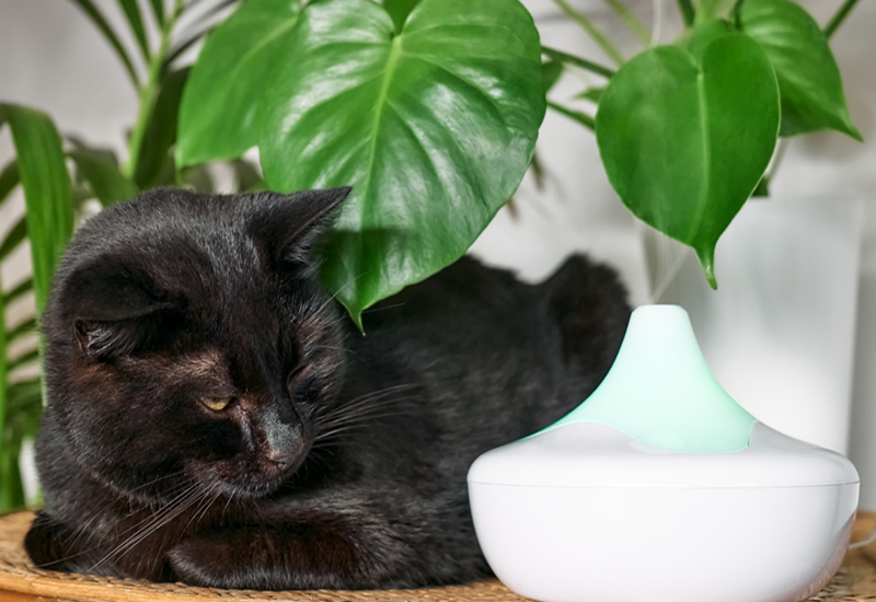 Are Essential Oils Bad For Cats?