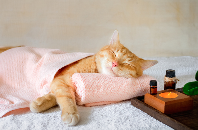 happy Kitty lying on a spa table with essential oils nearby
