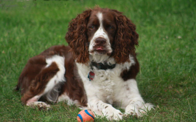 Murphy, a brown and white springer spaniel lying on the lawn next to his favorite orange ball
