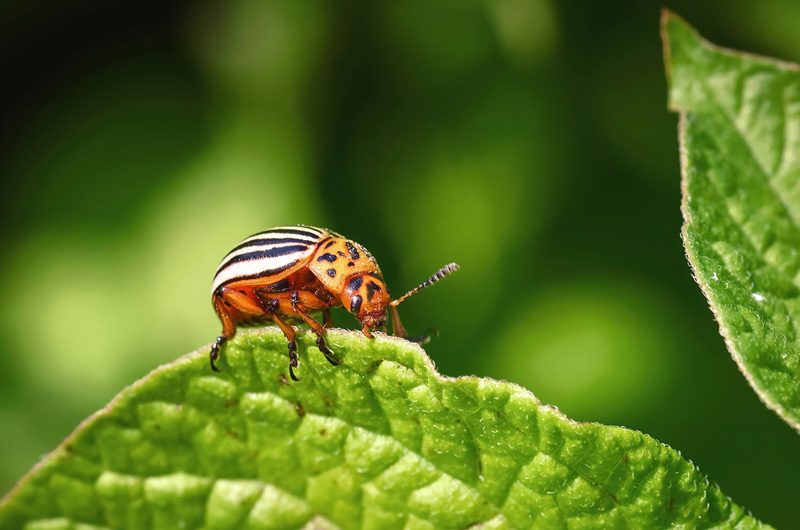 bug feasting on a plant leaf