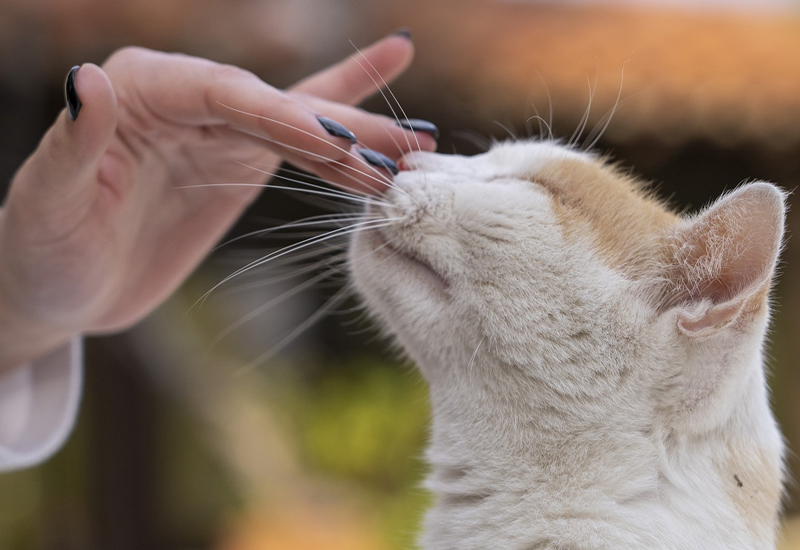 cat snifing fingers