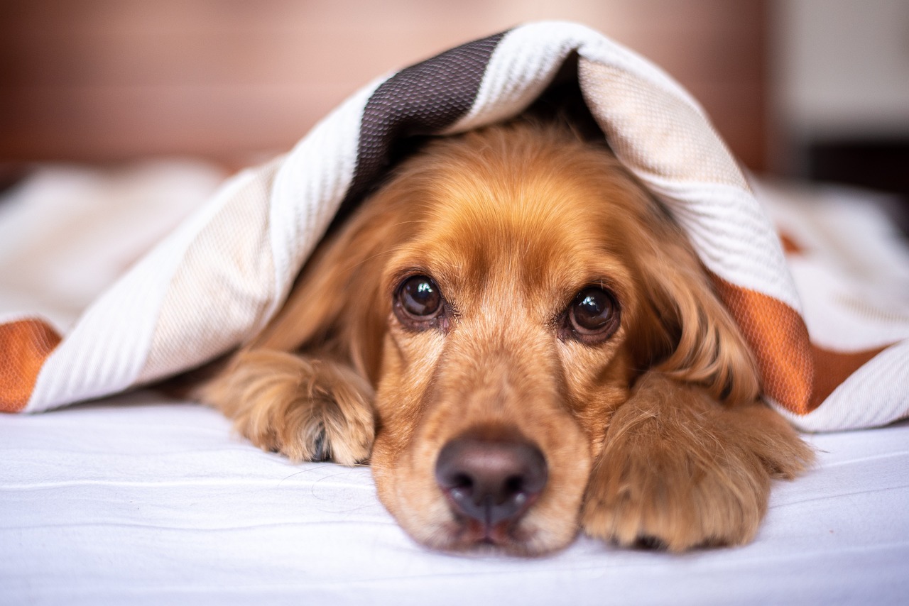 cute cocker spaniel lying under a towel cute cocker spaniel lying under a towel