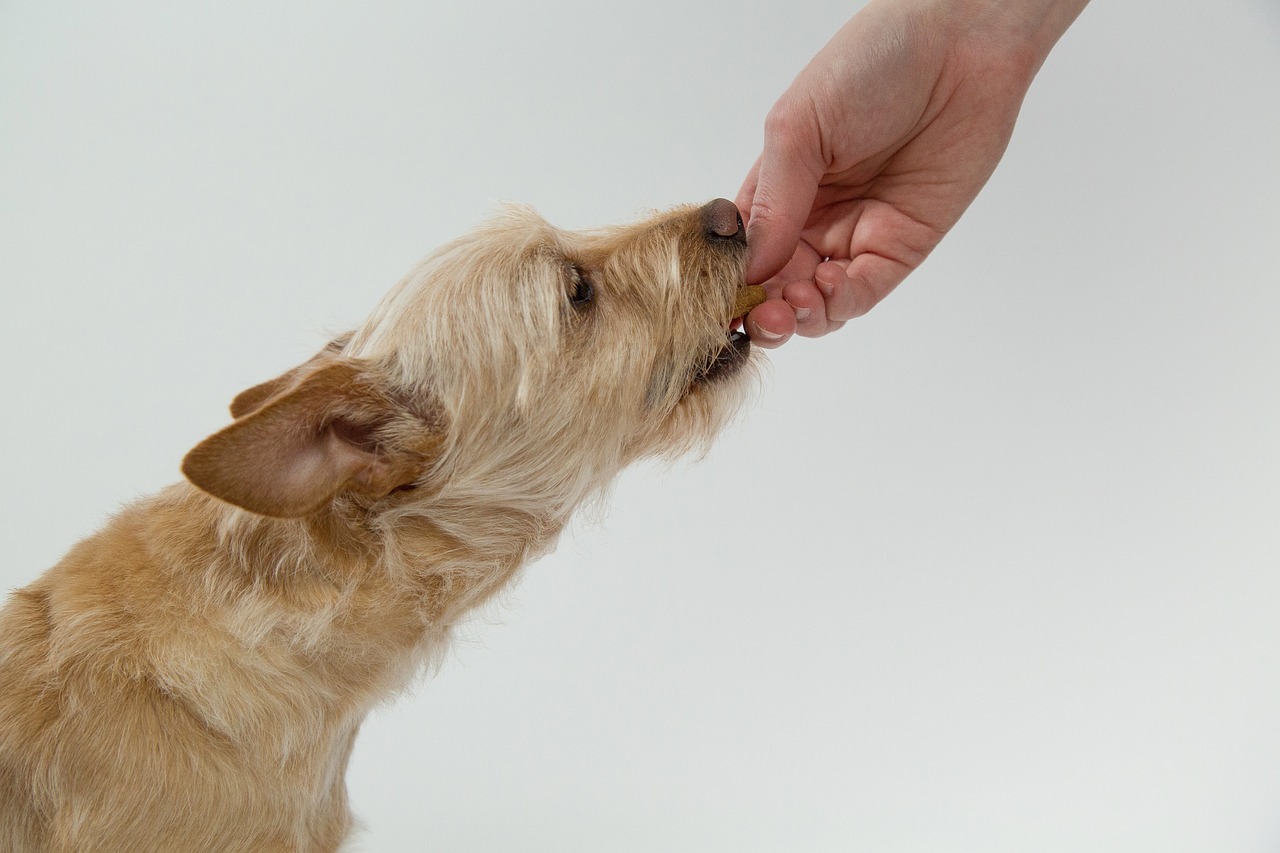 Dog taking a biscuit from his owner's hand Dog taking a biscuit from his owner's hand