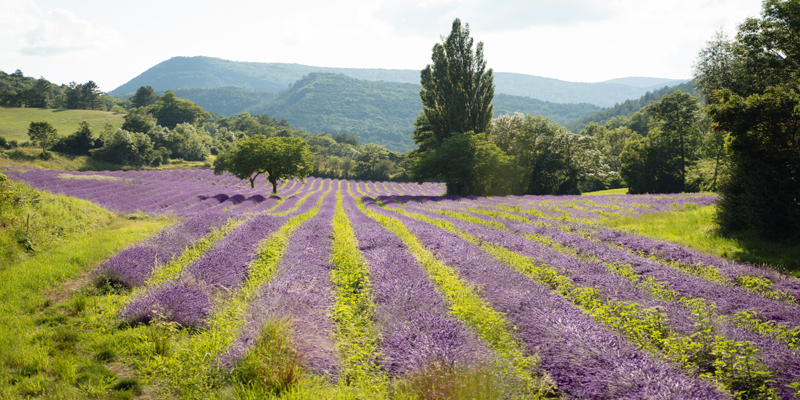 field of lavender plants field of lavender plants