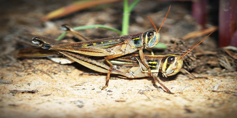grasshoppers grasshoppers