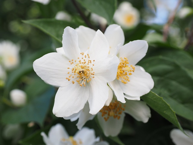 jasmine flower jasmine flower