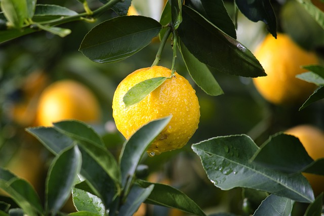 lemon tree lemon tree