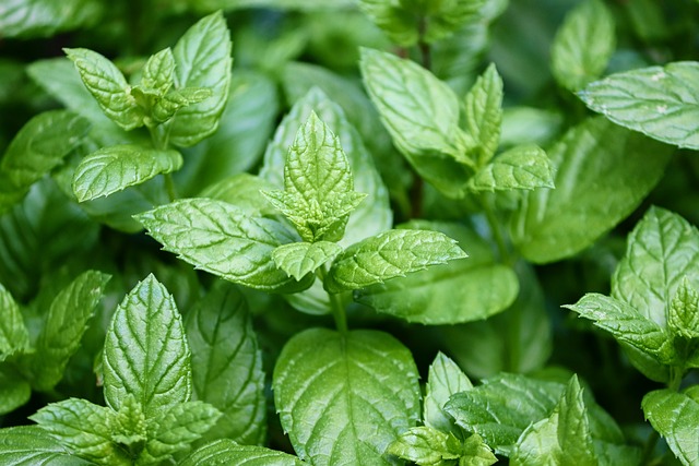 peppermint leaves peppermint leaves