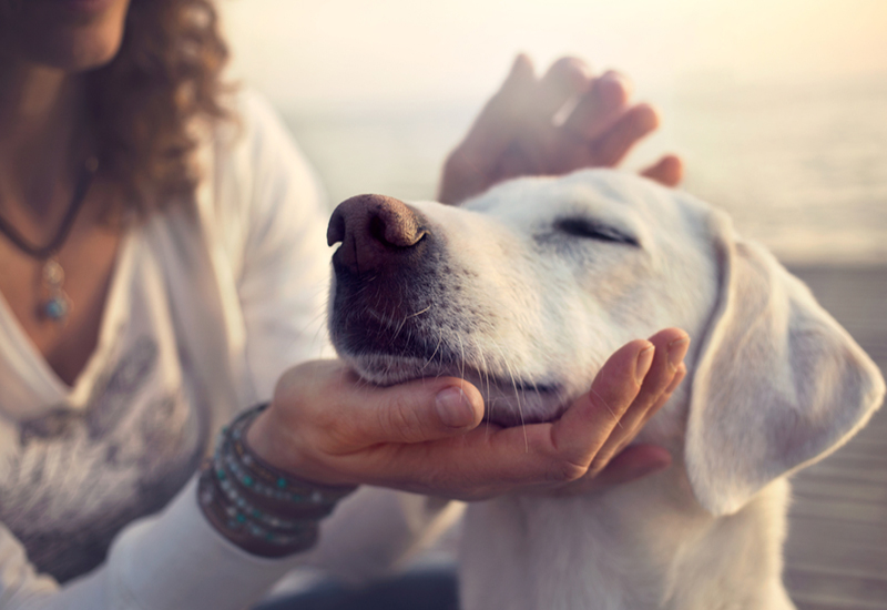 Lady applying essential oils topically to a dog by petting him Lady applying essential oils topically to a dog by petting him