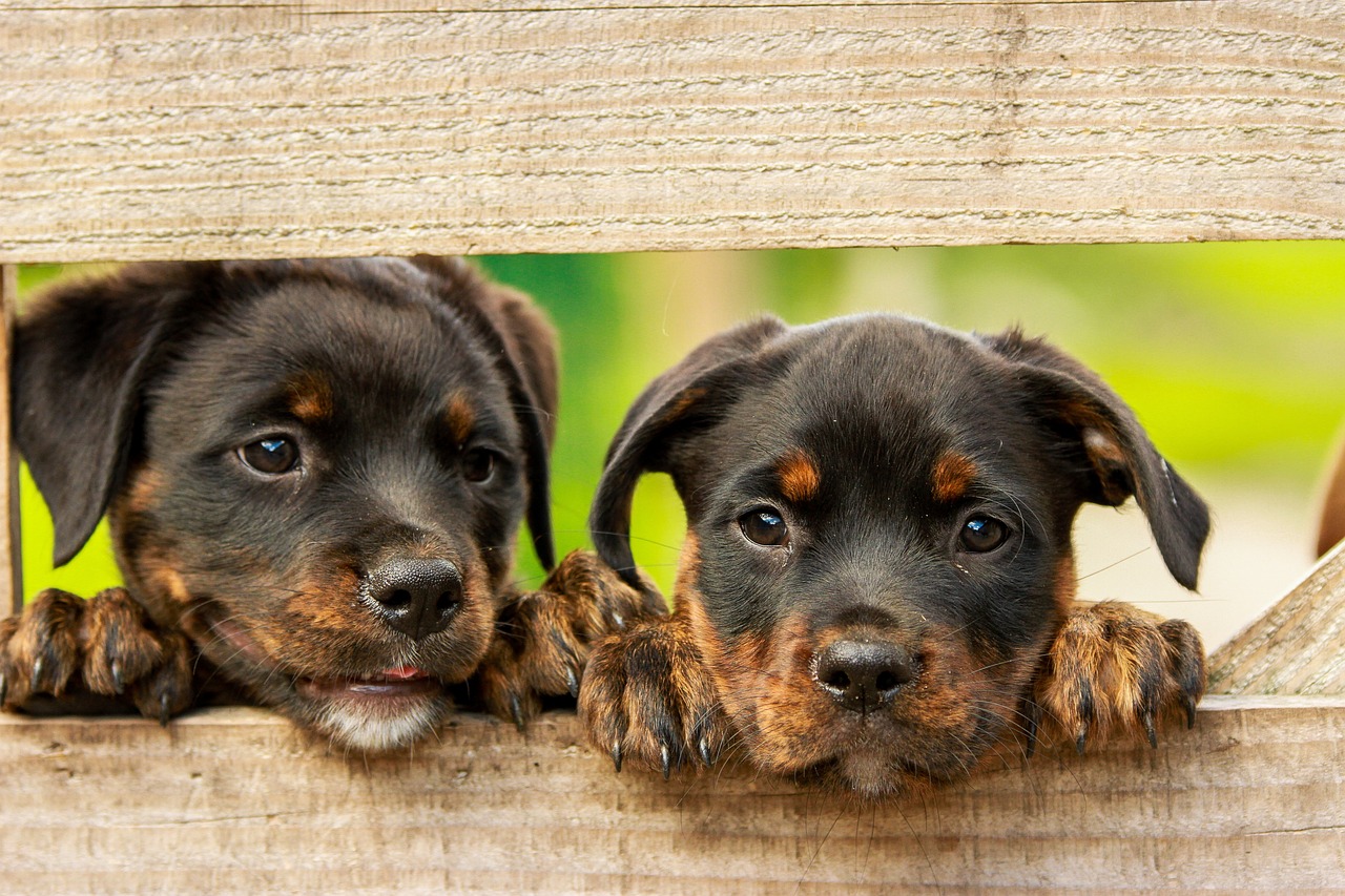 Two Rottweiler puppies looking through a break in a wooden fence Two Rottweiler puppies looking through a break in a wooden fence