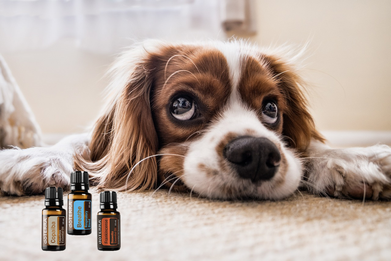 Doterra for dogs cheap